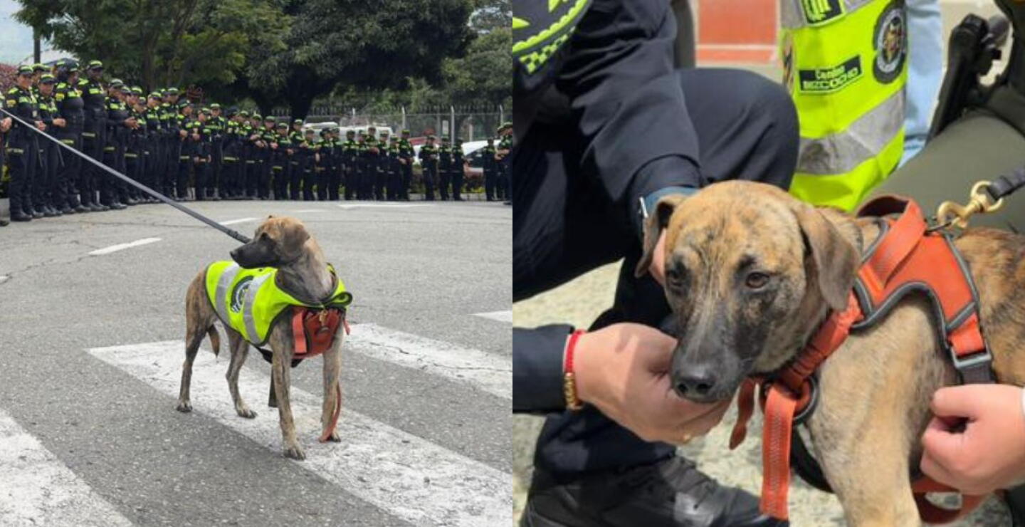 "Coronel" Bizcocho, el nuevo nombre y el avance en la recuperación de perro brutalmente golpeado