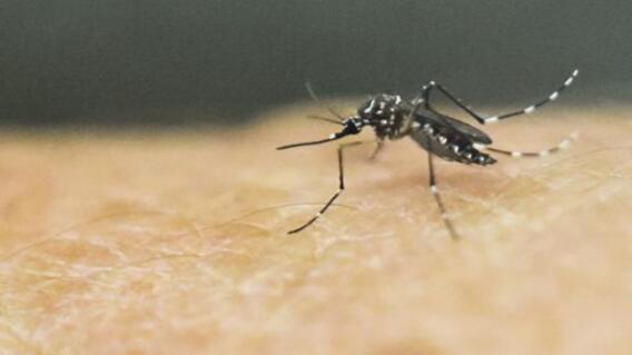 Aedes Aegypti.jpg Aedes Aegypti.jpg