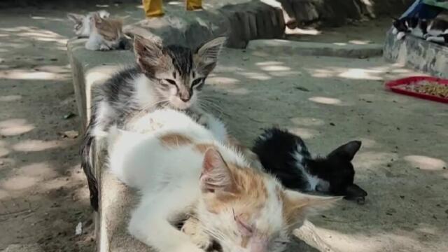No solo los perros son abandonados a su suerte, muchos gatos viven lo mismo: aquí crudas historias No solo los perros son abandonados a su suerte, muchos gatos viven lo mismo: aquí crudas historias