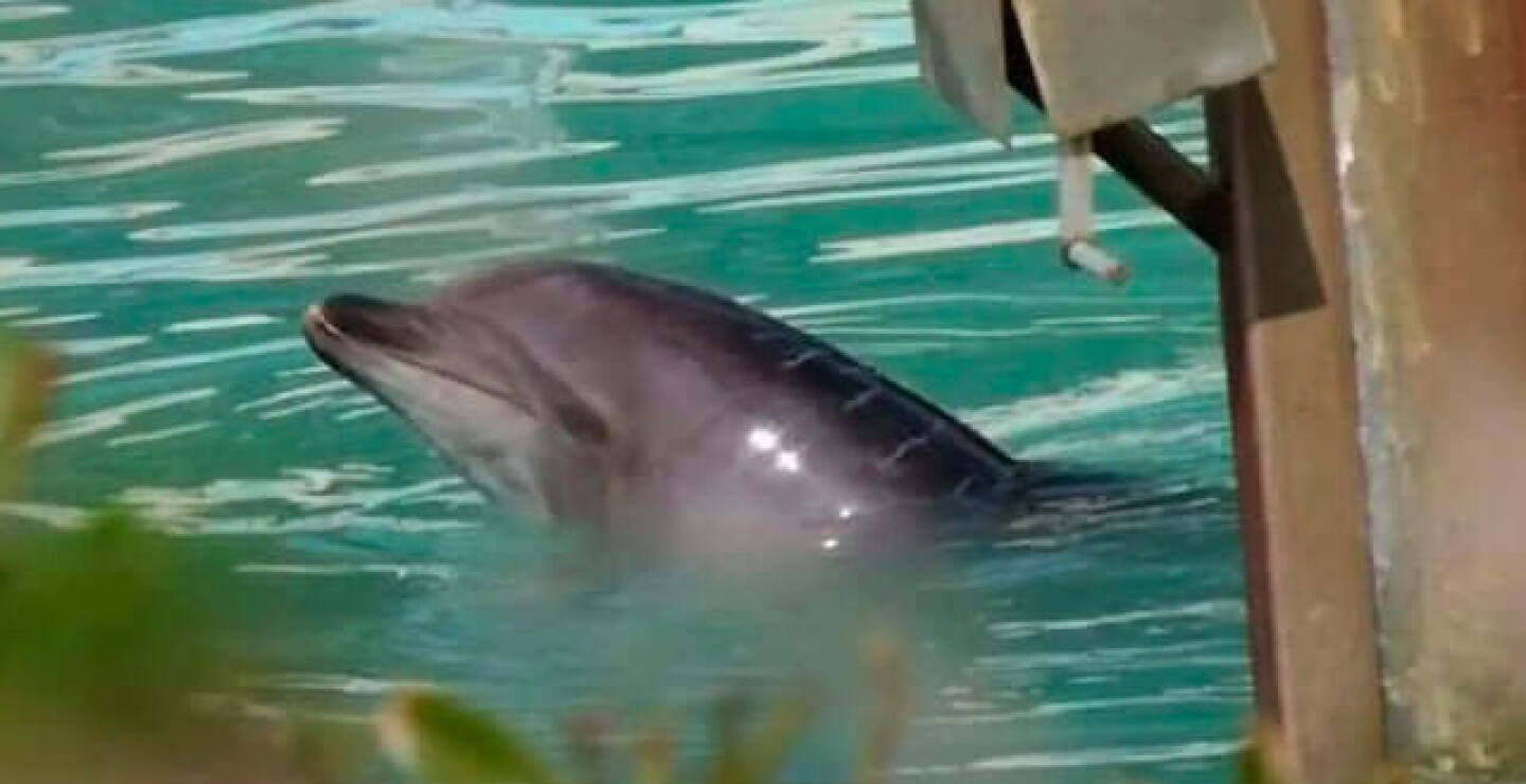 delfin-honey-trinado.jpg