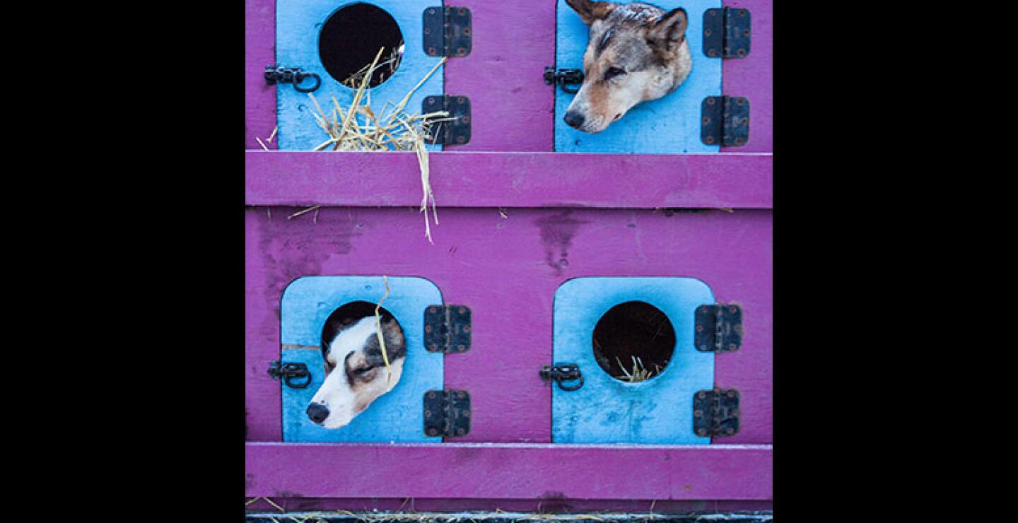 La peculiar competencia suscita una fuerte atención de los medios de comunicación de todo el mundo. 