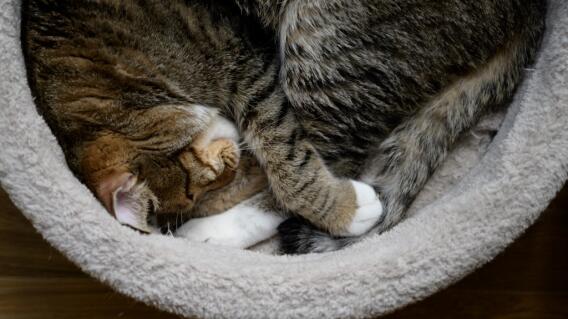 SKOREA-HEALTH-VIRUS-ANIMALS SKOREA-HEALTH-VIRUS-ANIMALS