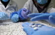 367208_Medicamento // Foto: Referencia AFP
