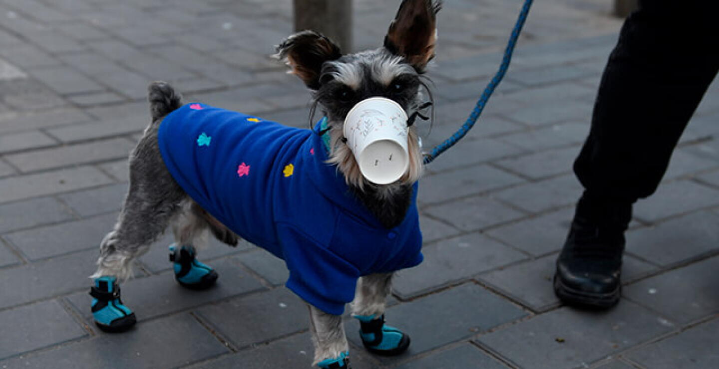 mascotas-coronavirus.jpg