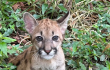 Puma cachorro.

