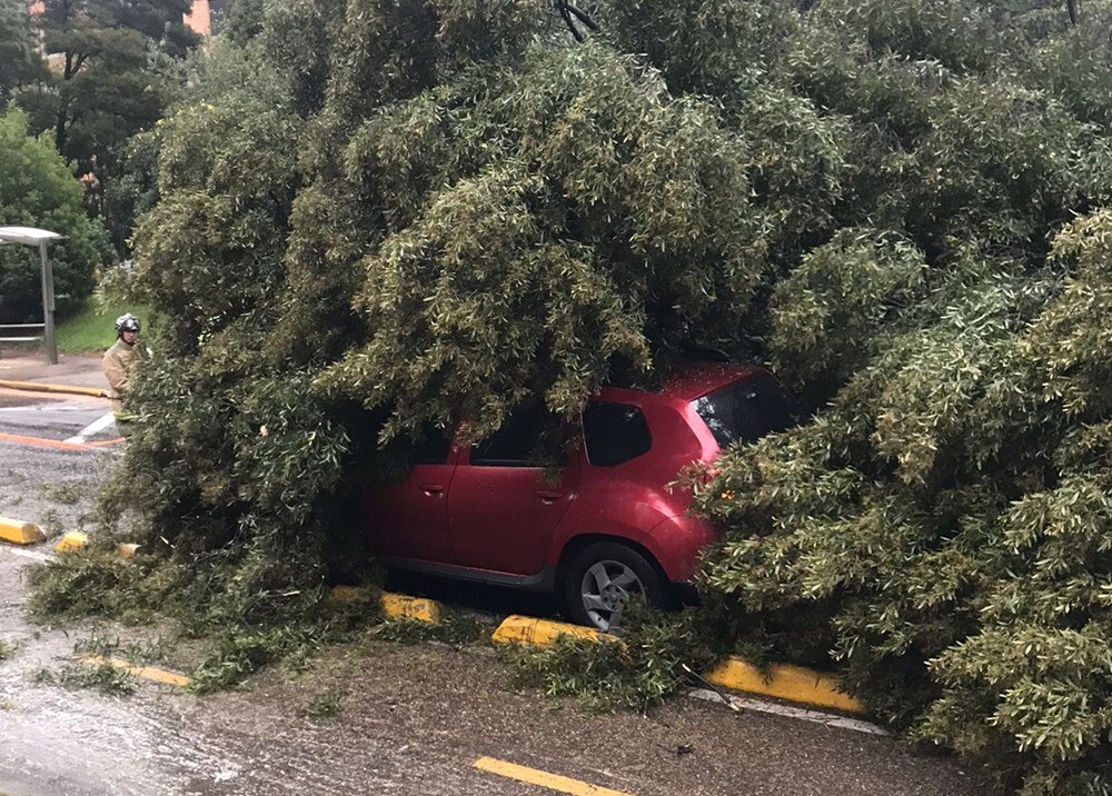 Árbol caido.jpeg