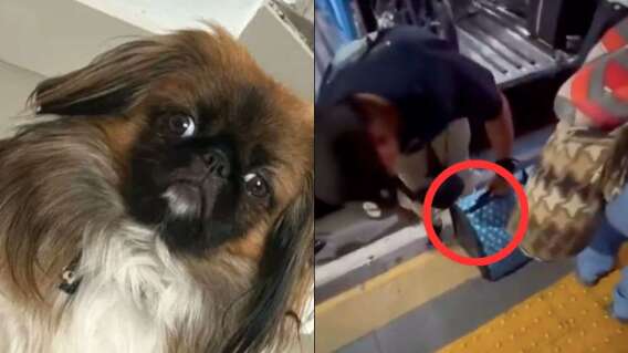 Denuncian que perro murió en un bus intermunicipal porque obligaron a los dueños a meterlo en bodega Denuncian que perro murió en un bus intermunicipal porque obligaron a los dueños a meterlo en bodega