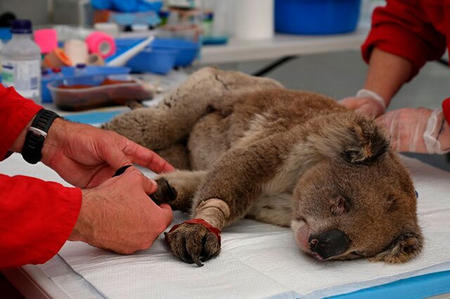 Koalas, a punto de entrar en lista de animales en peligro de extinción