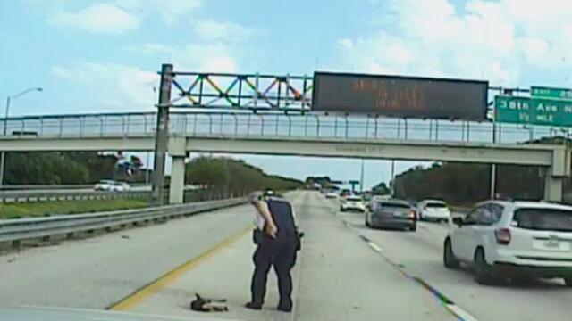 Policía héroe: salvó a perrito que había sido atropellado en autopista