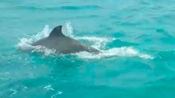 359602_delfines_en_ La_Guajira.jpg