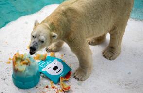 304076_BLU Radio. Inuka, oso polar / Foto: AFP.