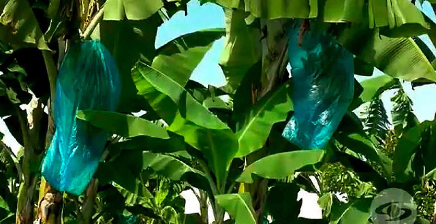 La finca de hoy