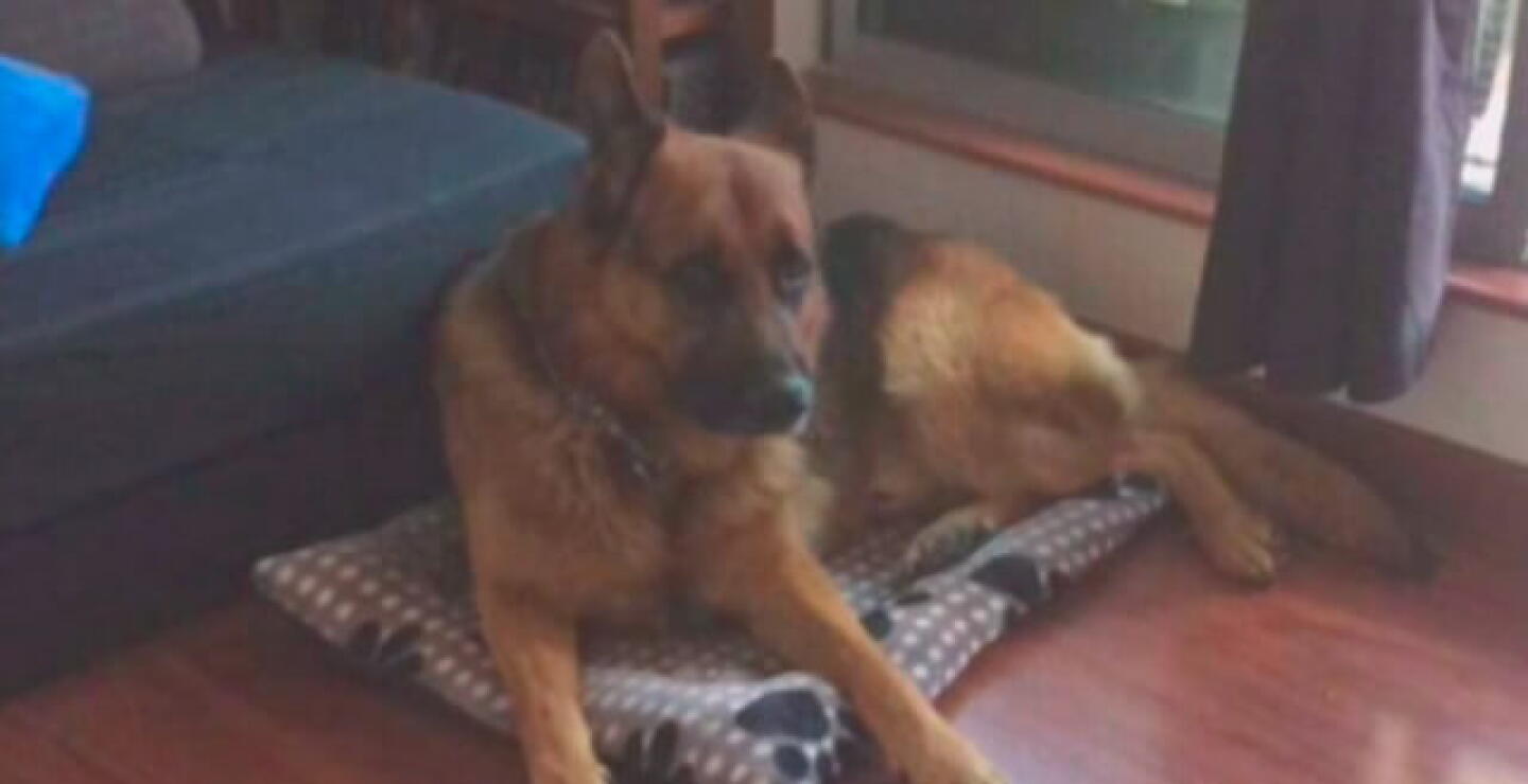 perro-robado.jpg