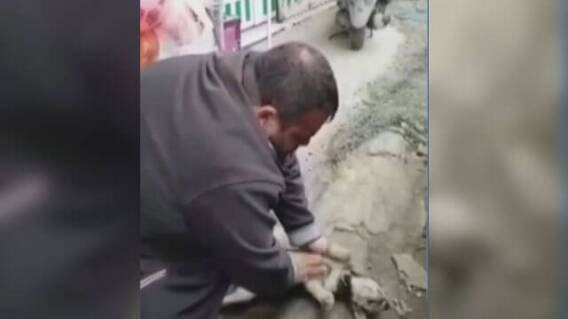 reanimacioncachorro.jpg reanimacioncachorro.jpg