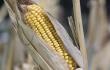 2037_La Kalle, Marzorca y alimentos / Foto: AFP