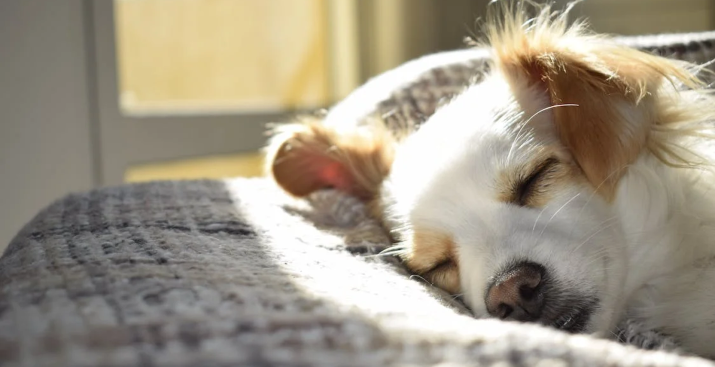 Las camas ortopédicas son ideales para perros mayores o aquellos con problemas articulares.|
