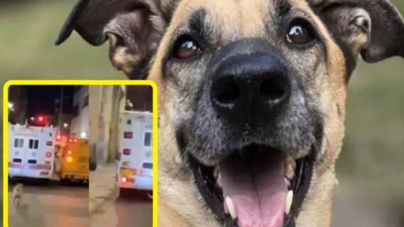 La historia de Toño, el perrito que siguió a su amo La historia de Toño, el perrito que siguió a su amo
