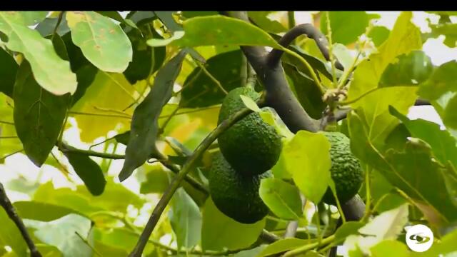 Aguacate Hass.jpg Aguacate Hass.jpg