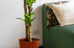 Planta de la felicidad