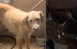 Rescatan a dos perros que permanecían encerrados desde hace meses en Kennedy