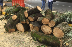 351842_BLU Radio. Tala de árboles en Túnel Verde // Foto: BLU Radio