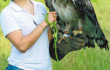 águila.png