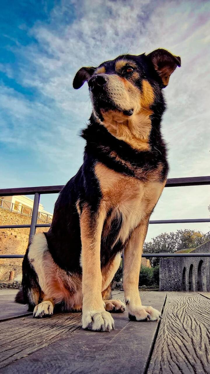 Fallece Argo, un perro símbolo del Parque Arqueológico de Pompeya