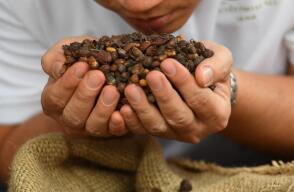 Popayán celebra la feria mundial “Cauca Sabe a Café” durante tres días