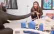 Elefante visita a su amo en un hospital 
