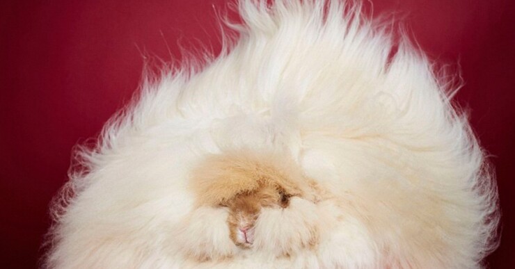 Franchesca, una coneja de angora de dos años de edad, entró en el libro Guinness World Records por tener el pelo de 36.5cm, siendo así el más largo del mundo.