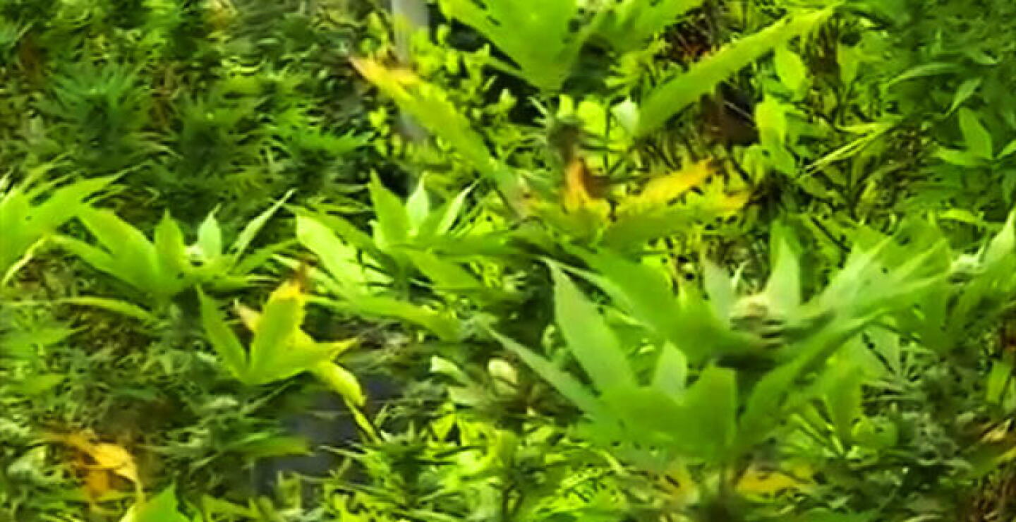 marihuana-sep-24-2019.jpg