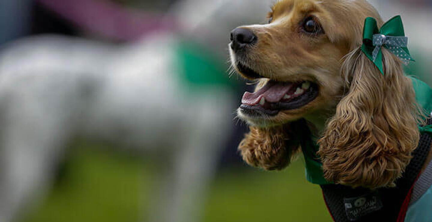 2412perrita_0.jpg
