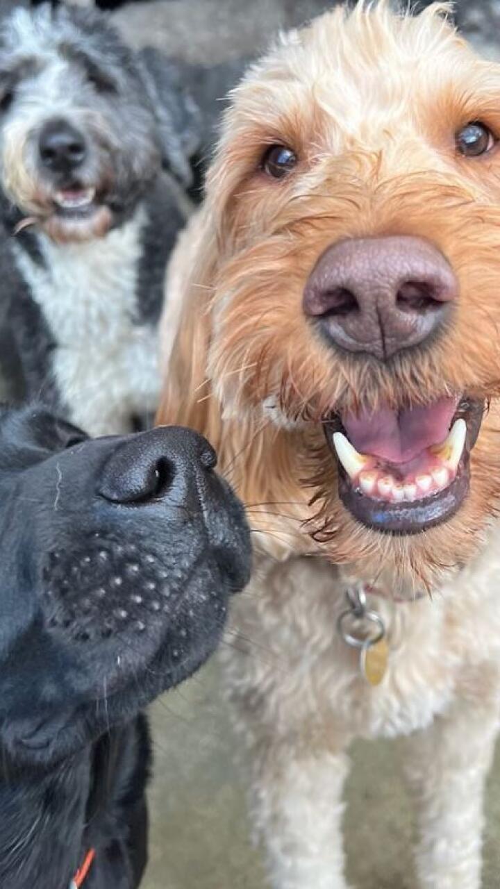 Conmovedor gesto: vecinos se unieron para rescatar a más de 100 perritos que estaban en un incendio