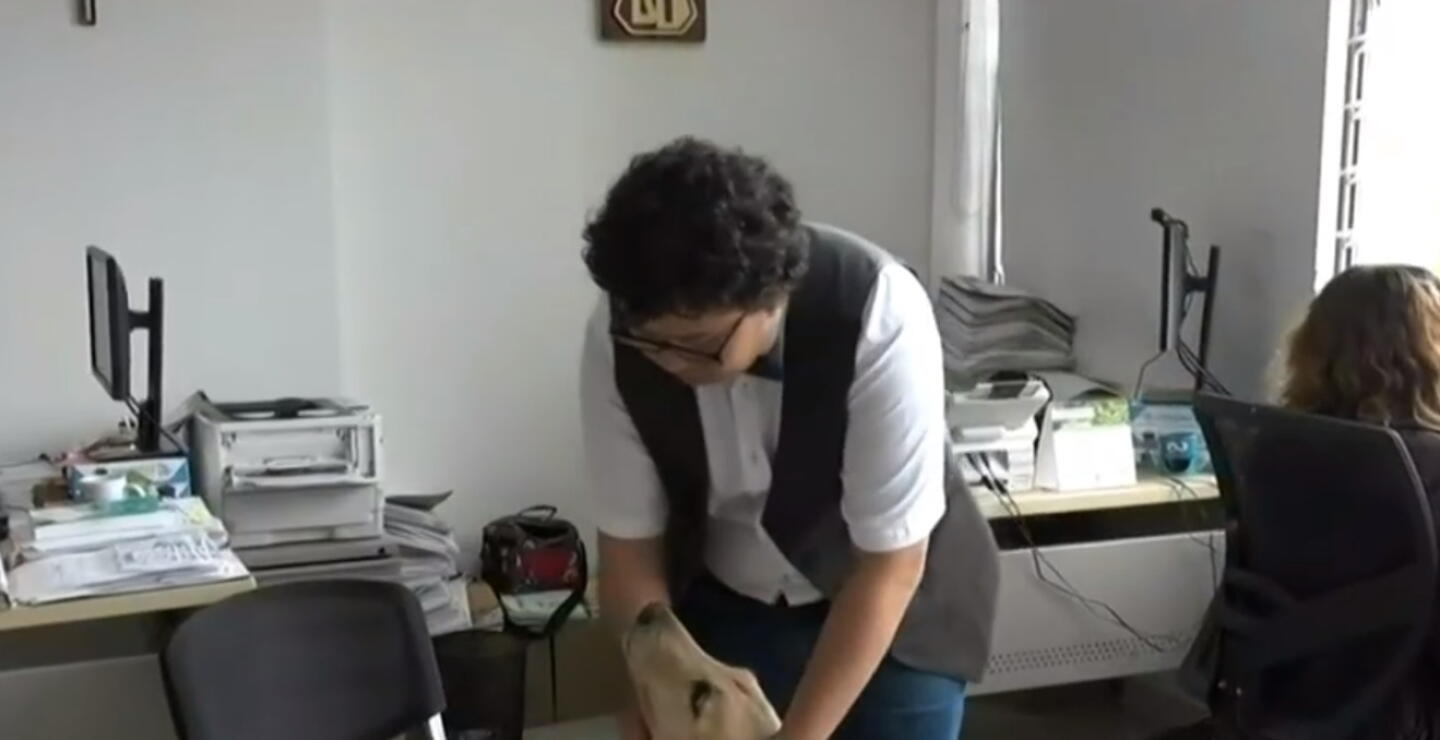 Consejo de Estado da aval para que funcionario de juzgado de Ibagué pueda ir a trabajar con su perro