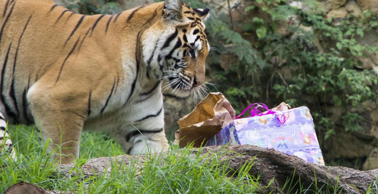 275583_Foto: Zoólogico de Cali