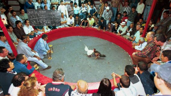Peleas de gallos Peleas de gallos