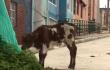 Así es la casa en la que familia vive con 29 vacas