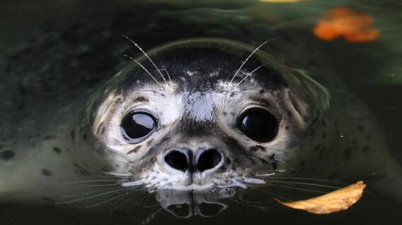 foca foca