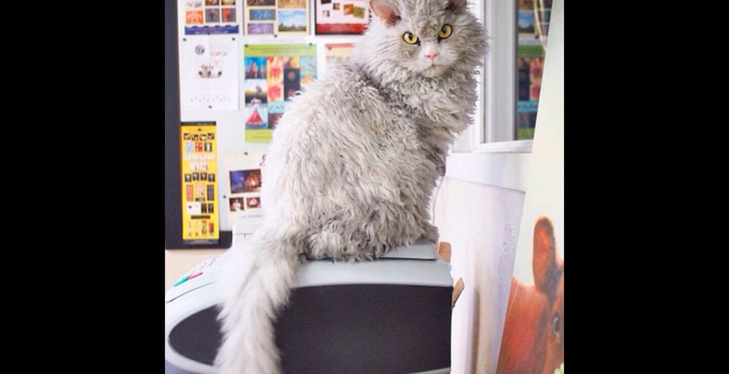 gato14.jpg