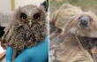 Animales silvestres volvieron a su hábitat en Cundinamarca: loros, perezosos y zarigüeyas