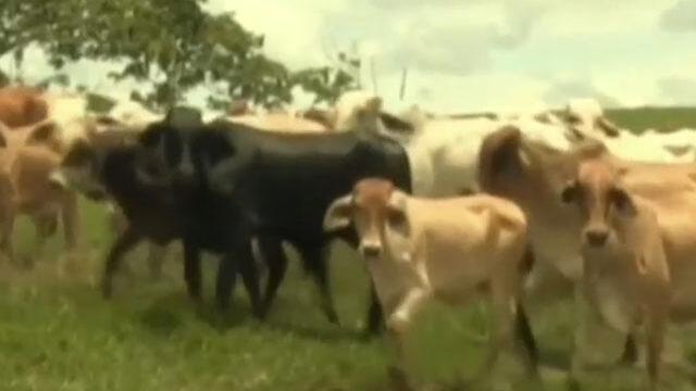 Recuperan mil reses que habían sido hurtadas en una finca de San Vicente del Caguán