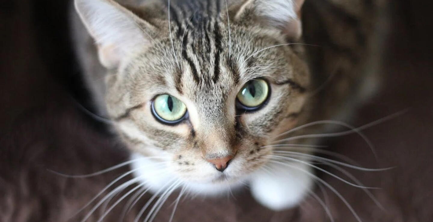 Una mutación de un coronavirus felino está afectando a los gatos en una isla del mediterráneo 