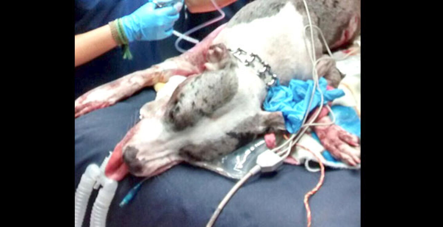 291015_perro-muerto.jpg