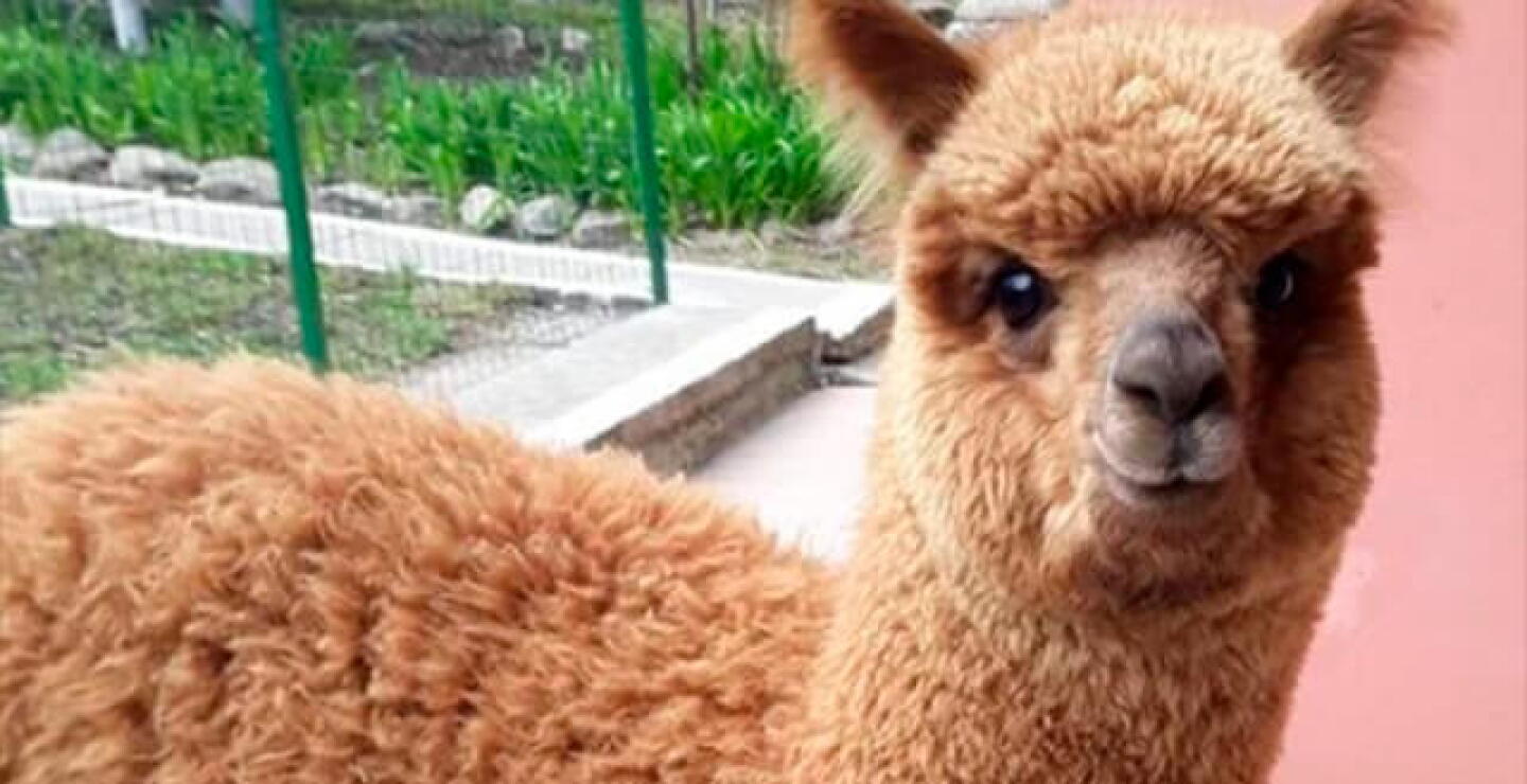 pablothealpaca.jpg