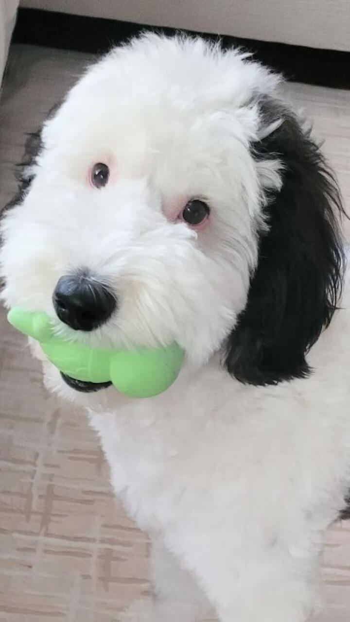 beagle que se parece a snoopy