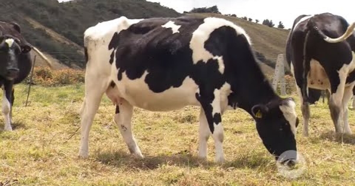 Timpanismo ruminal Aprenda cómo prevenir y tratar esta enfermedad