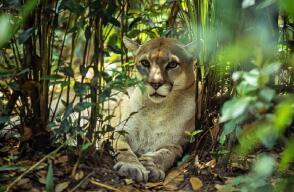 Impresionante puma fue avistado en Caldas: autoridades piden no atacarlo