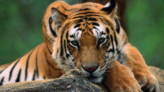 Tigre Tigre