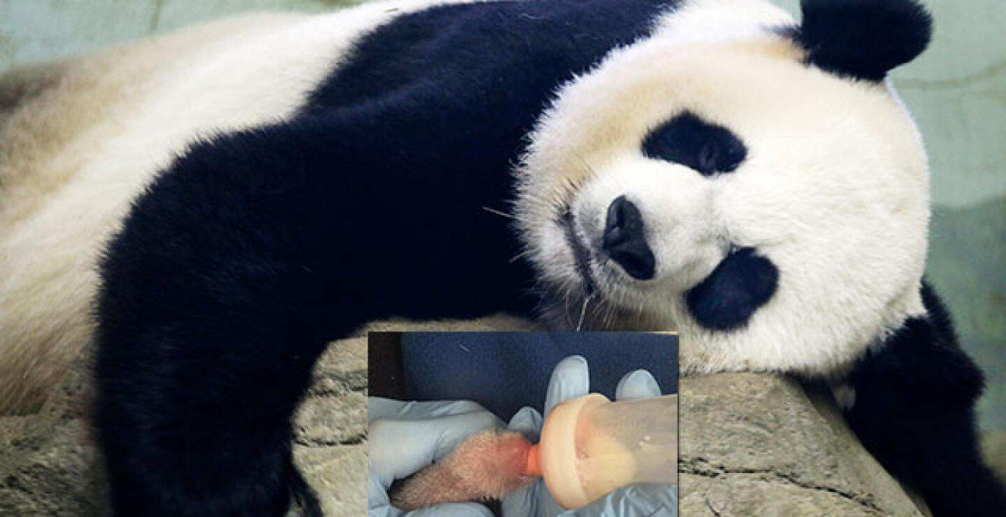 pandita.jpg
