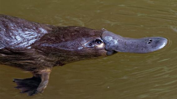 20542_Ornitorrinco especie amenazada - Foto Getty Images 20542_Ornitorrinco especie amenazada - Foto Getty Images
